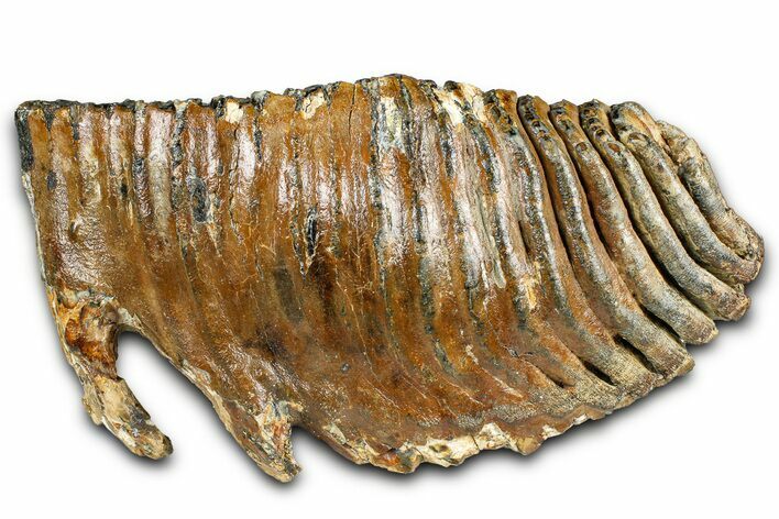 Fossil Woolly Mammoth Lower M Molar - North Sea Deposits #370395